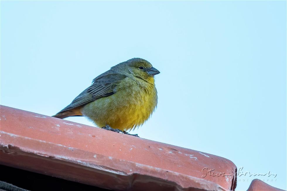 Greenish Yellow Finch (Sicalis olivascens)