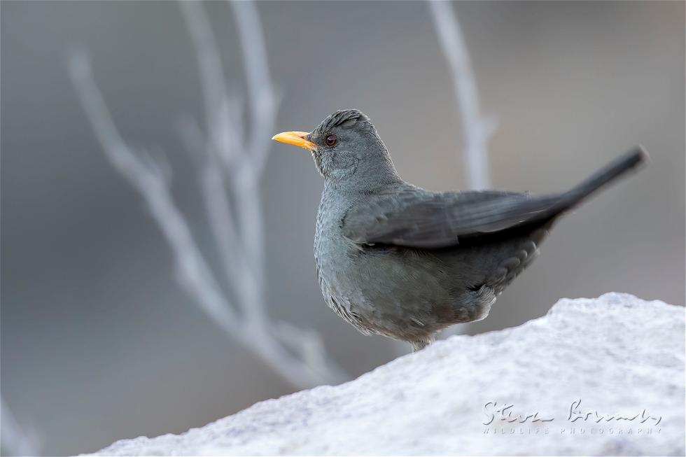 Chiguanco Thrush (Turdus chiguanco)