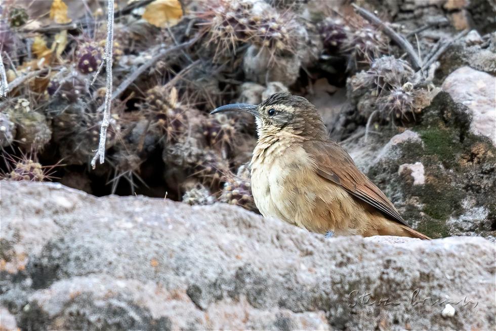 White-throated Earthcreeper (Upucerthia albigula)