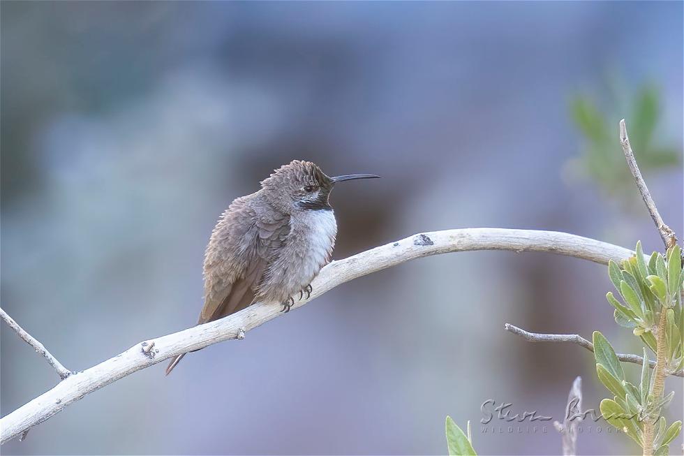 Andean Hillstar (Oreotrochilus estella)