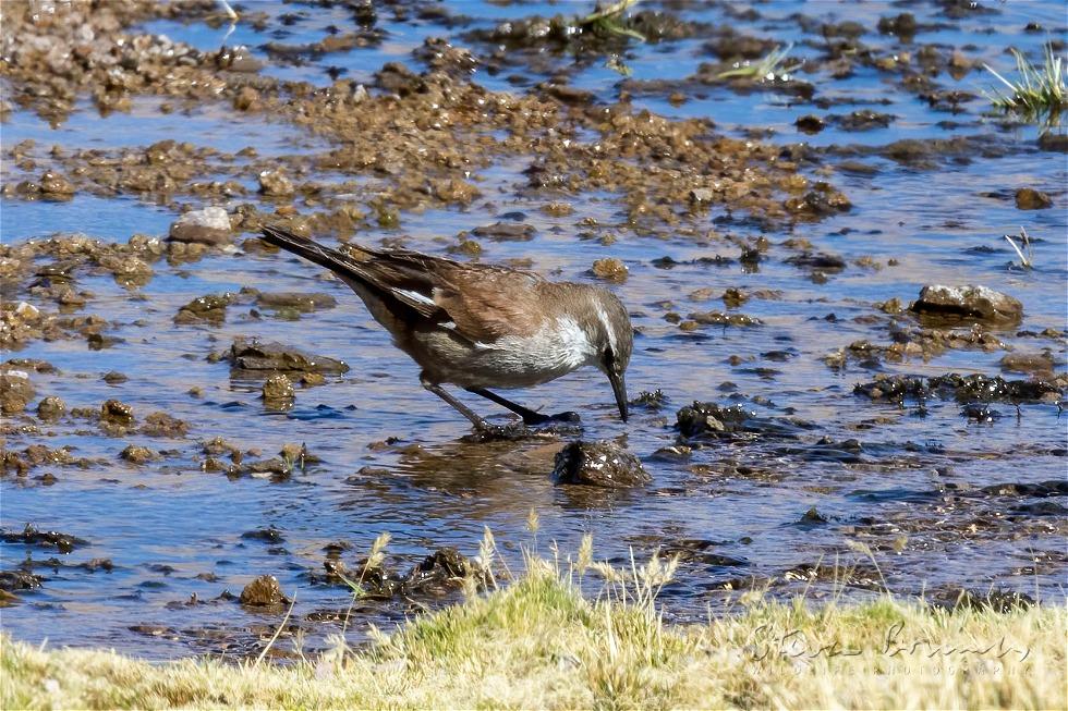 Cream-winged Cinclodes (Cinclodes albiventris)