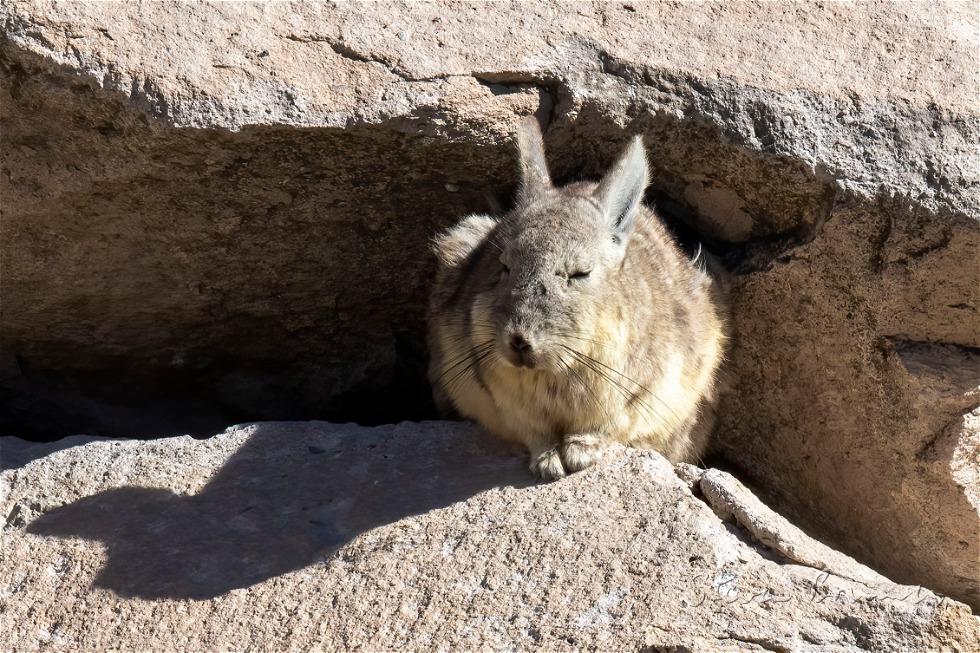 Northern Viscacha (Lagidium peruanum)