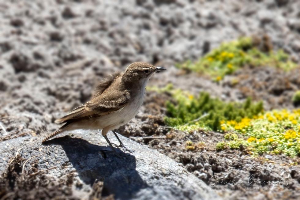 Puna Miner (Geositta punensis)
