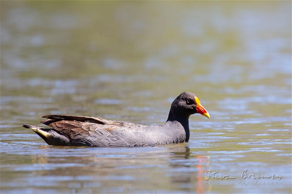 Dusky Moorhen (Gallinula tenebrosa)