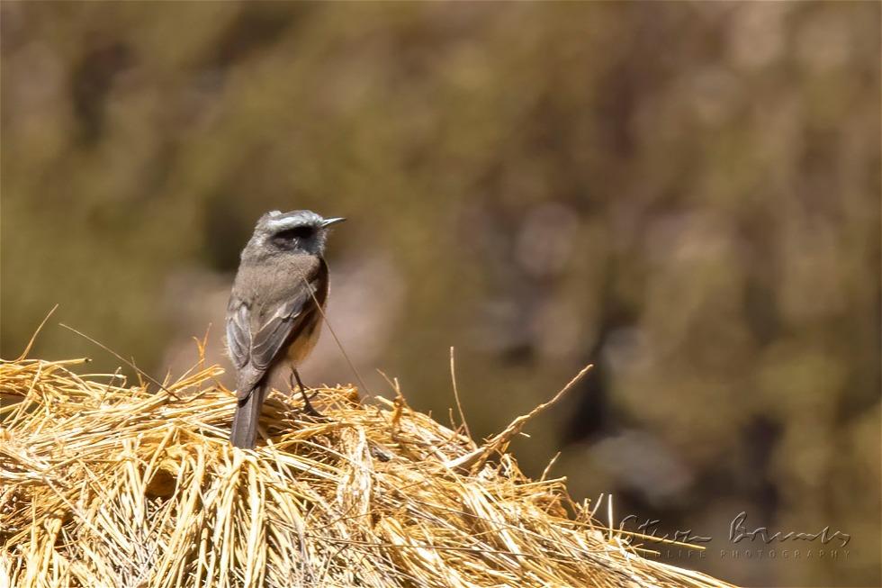 D'Orbigny's Chat-Tyrant (Ochthoeca oenanthoides)