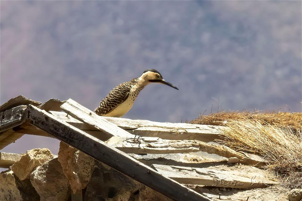 Andean Flicker (Colaptes rupicola)