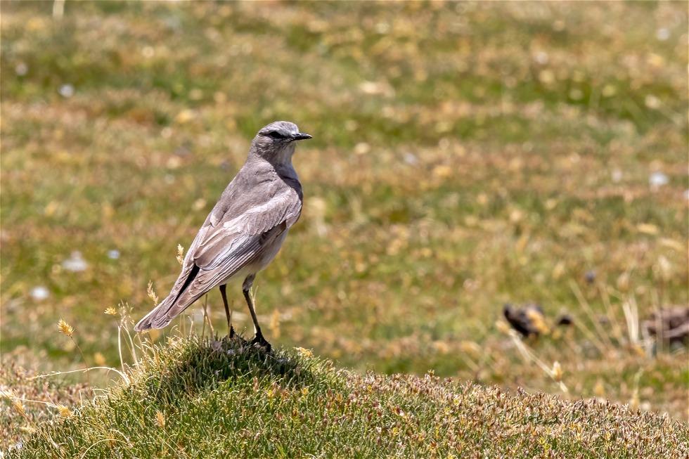White-fronted Ground Tyrant (Muscisaxicola albifrons)