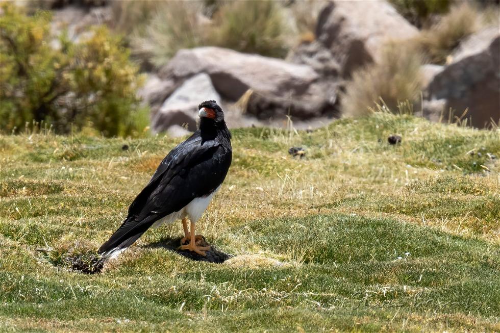 Mountain Caracara (Phalcoboenus megalopterus)