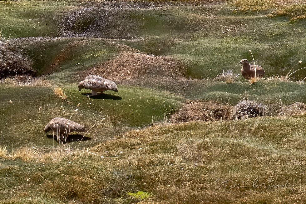 Rufous-bellied Seedsnipe (Attagis gayi)