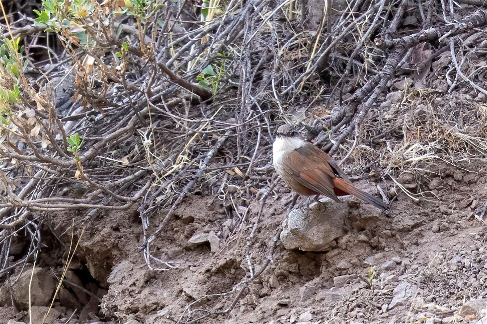 Crag Chilia (Ochetorhynchus melanurus)