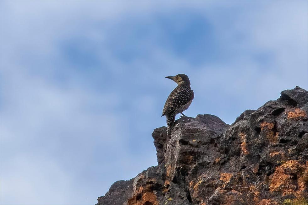 Chilean Flicker (Colaptes pitius)