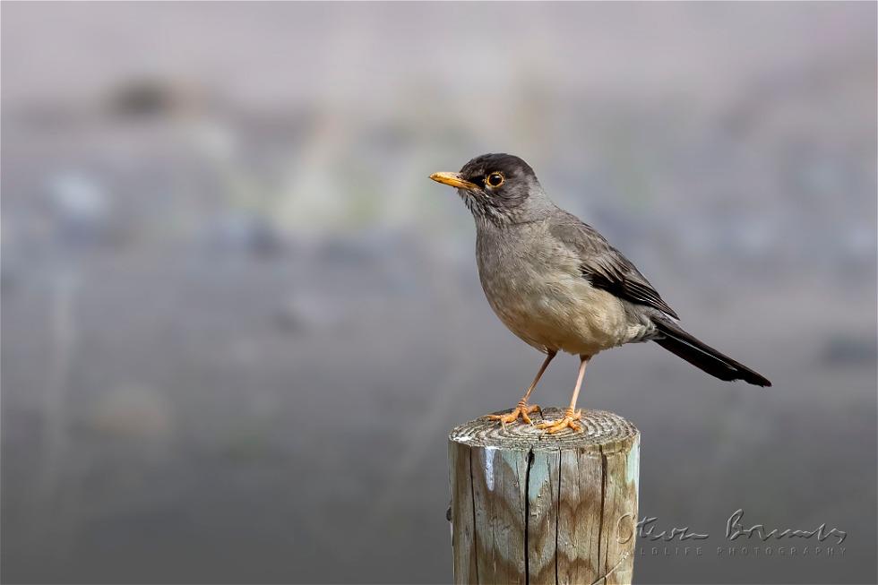 Austral Thrush (Turdus falcklandii)