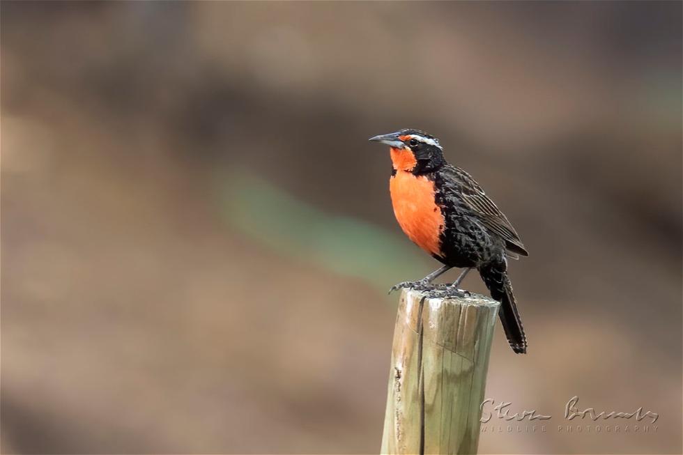 Long-tailed Meadowlark (Leistes loyca)
