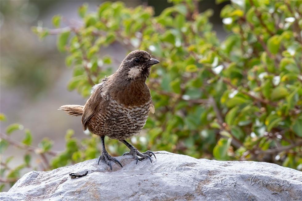 Moustached Turca (Pteroptochos megapodius)