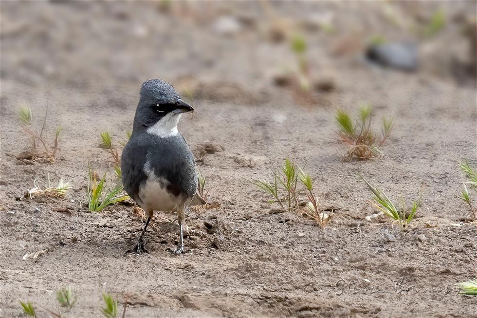 Common Diuca Finch (Diuca diuca)