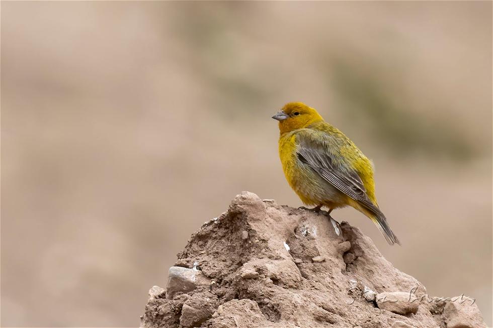 Greater Yellow Finch (Sicalis auriventris)