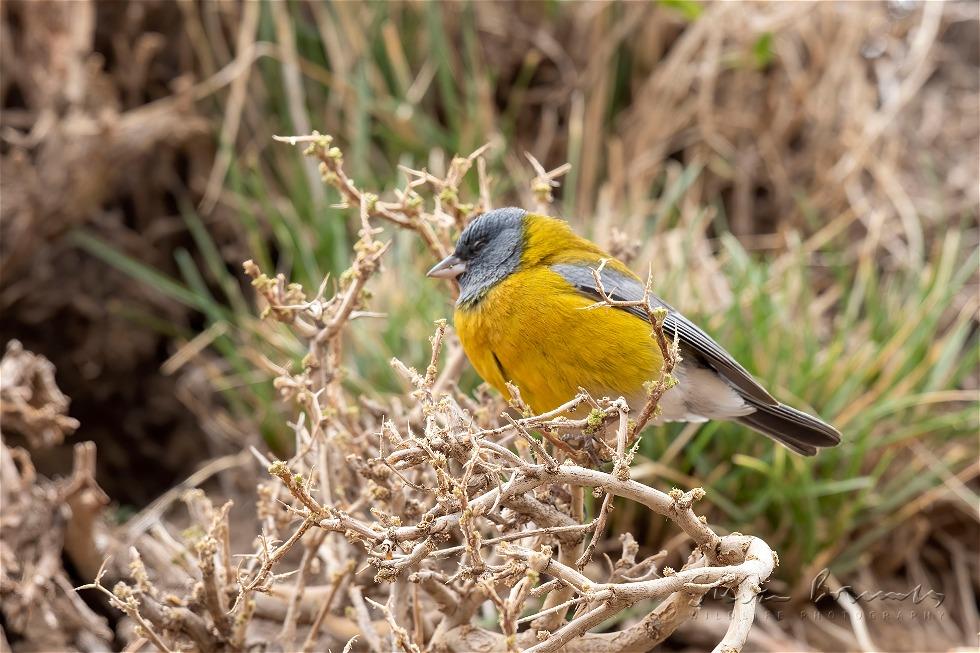 Grey-hooded Sierra Finch (Phrygilus gayi)