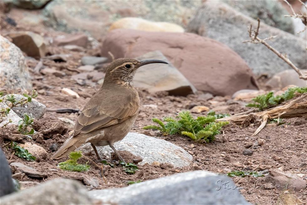 Scale-throated Earthcreeper (Upucerthia dumetaria)