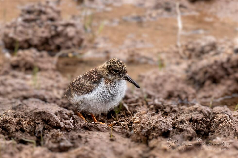 Diademed Sandpiper-Plover (Phegornis mitchellii)