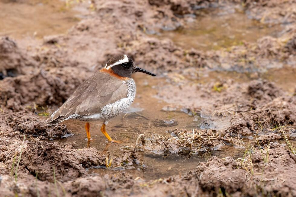 Diademed Sandpiper-Plover (Phegornis mitchellii)