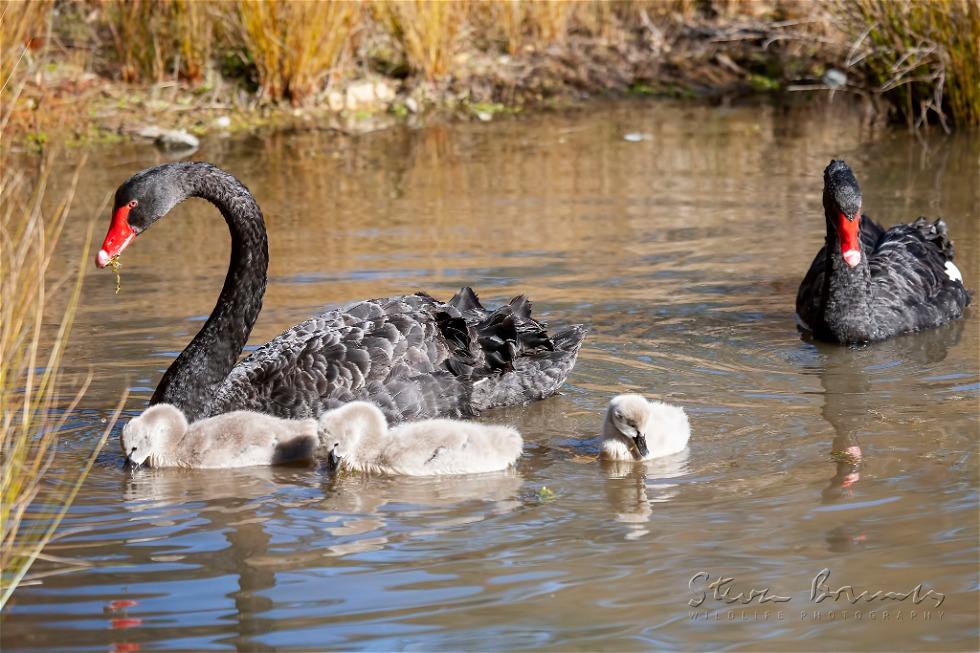 Black Swan (Cygnus atratus)