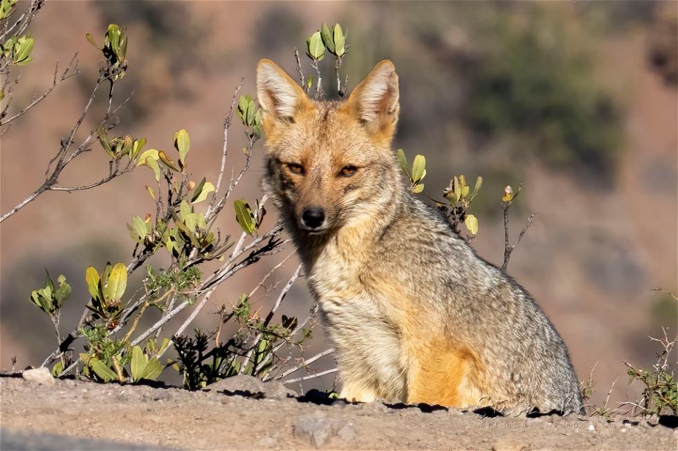 Culpeo (Lycalopex culpaeus)