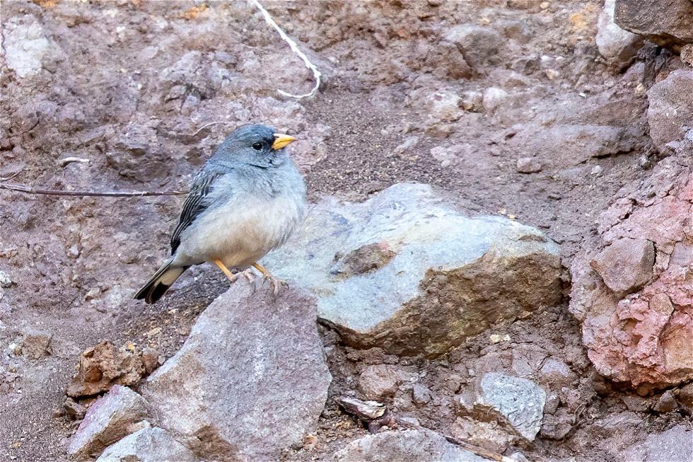 Band-tailed Sierra Finch (Phrygilus alaudinus)