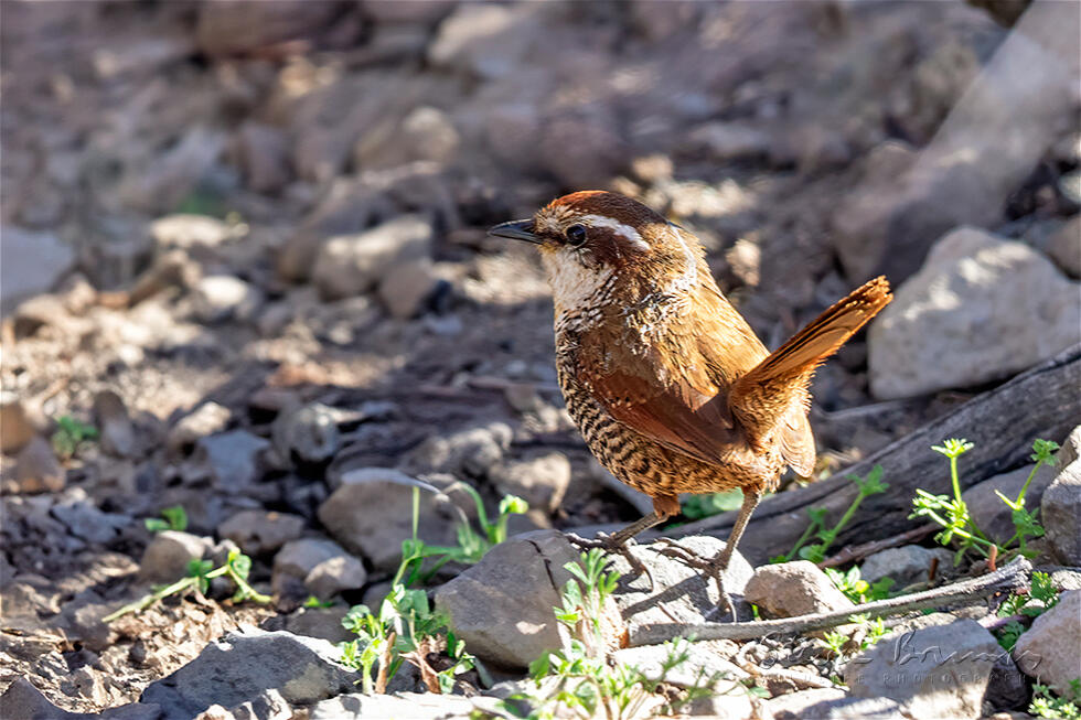 White-throated Tapaculo (Scelorchilus albicollis)