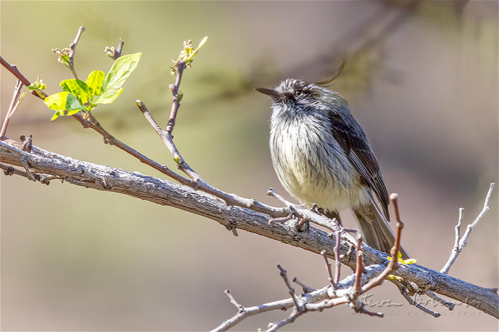 Tufted Tit-Tyrant (Anairetes parulus)