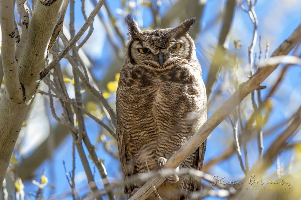 Lesser Horned Owl (Bubo magellanicus)