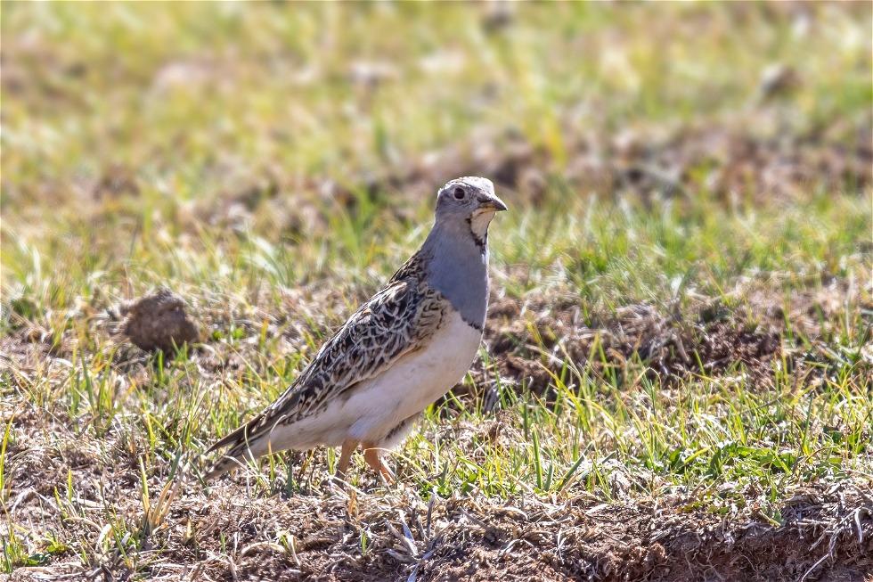 Grey-breasted Seedsnipe (Thinocorus orbignyianus)