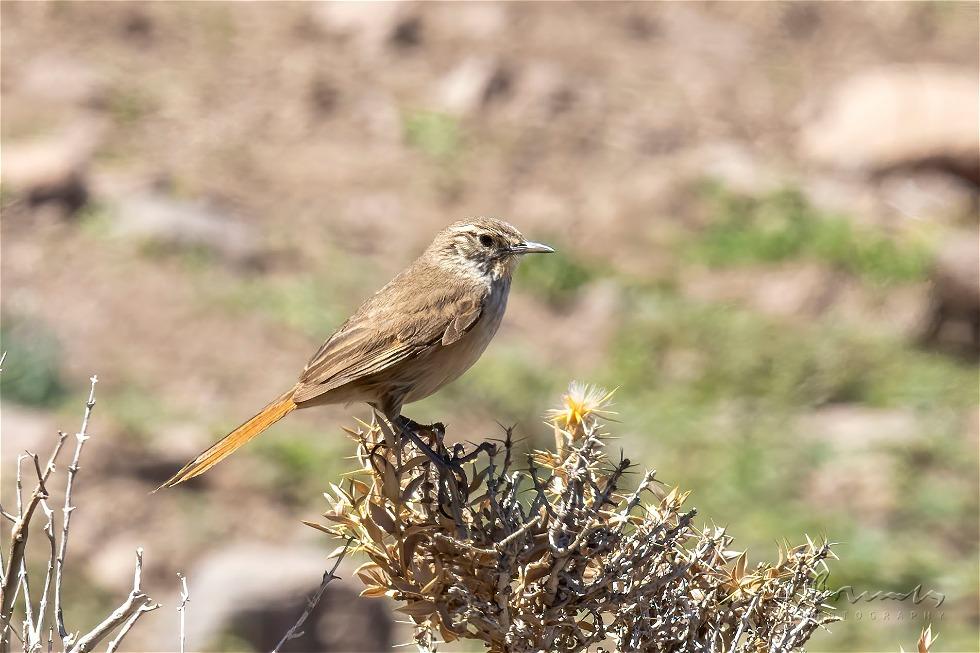 Cordilleran Canastero (Asthenes modesta)