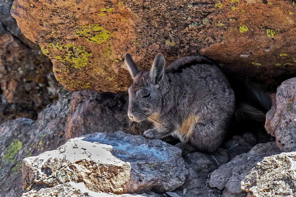 Southern Mountain Viscacha (Lagidium viscacia)