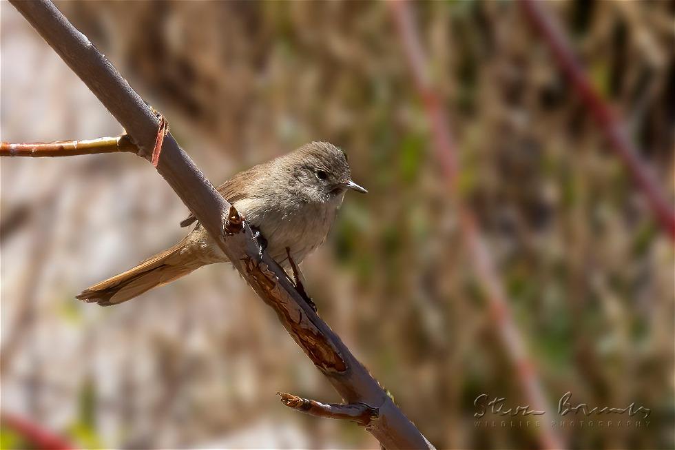 Sharp-billed Canastero (Asthenes pyrrholeuca)