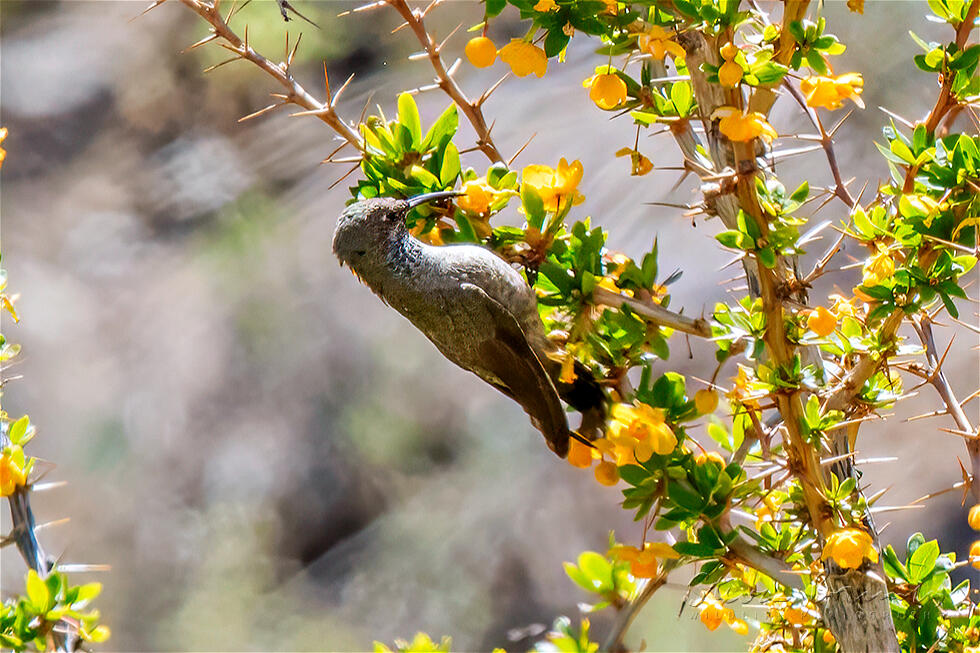 White-sided Hillstar (Oreotrochilus leucopleurus)