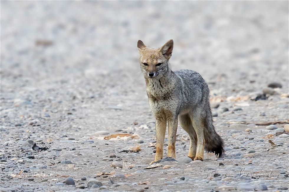 South American Gray Fox (Lycalopex griseus)