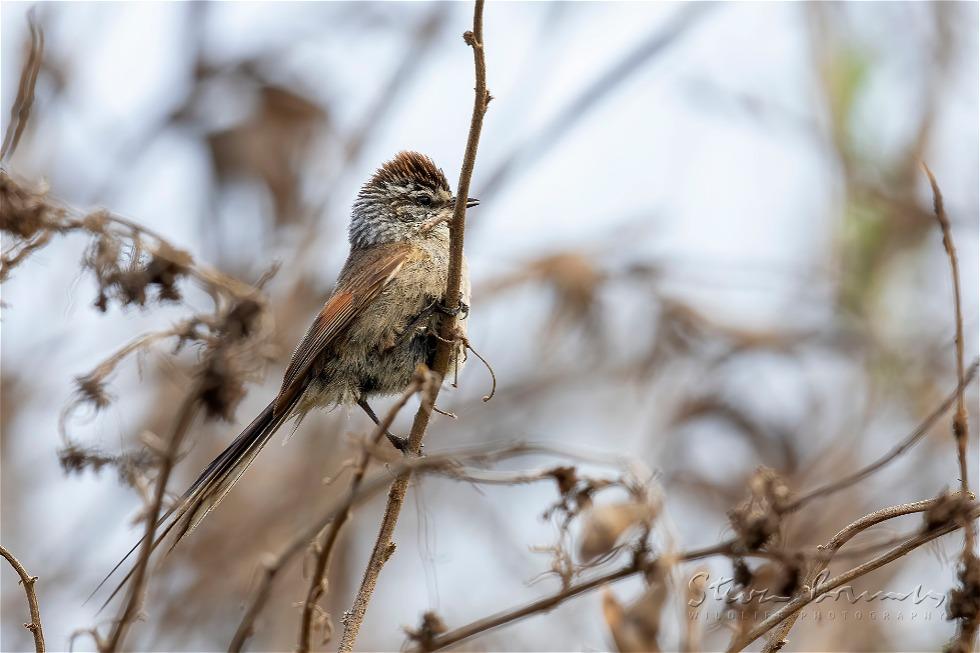 Plain-mantled Tit-Spinetail (Leptasthenura aegithaloides)