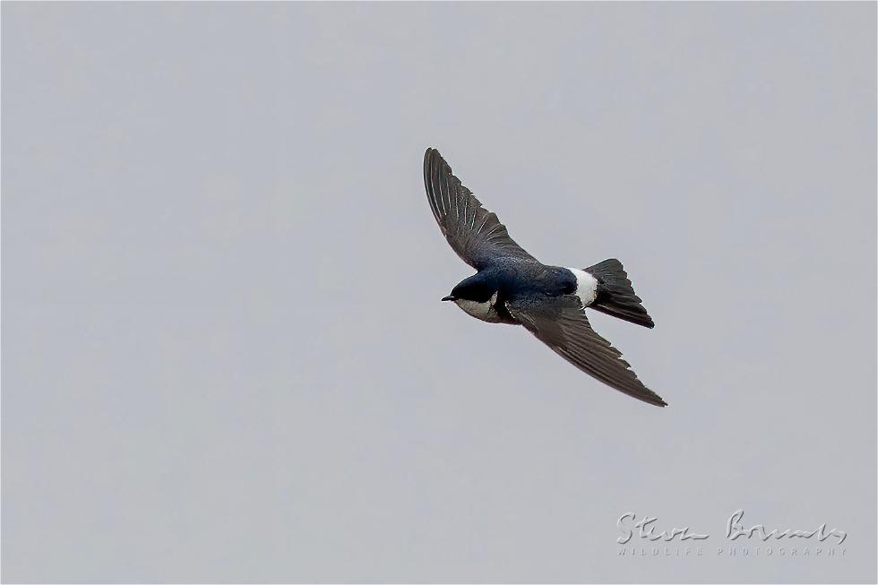 Chilean Swallow (Tachycineta leucopyga)