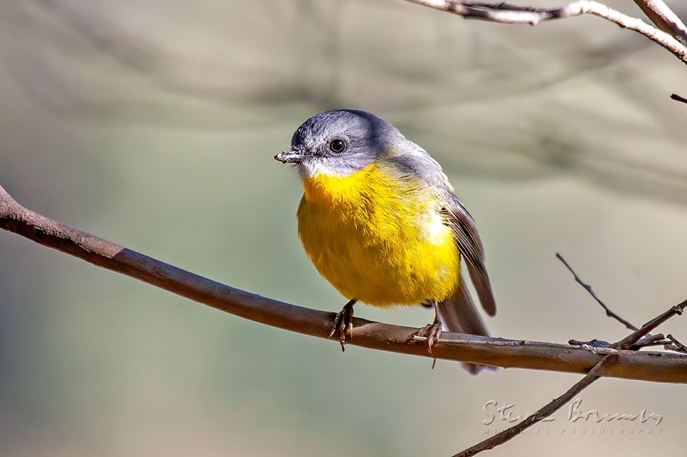 Eastern Yellow Robin (Eopsaltria australis)