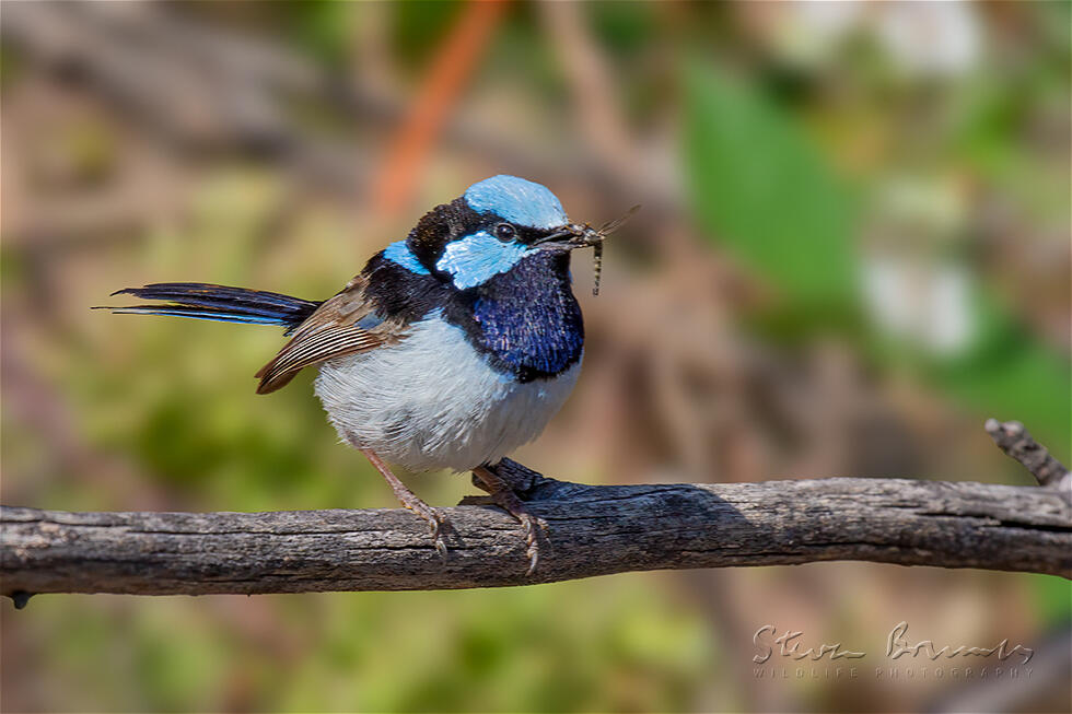 Superb Fairywren (Malurus cyaneus)