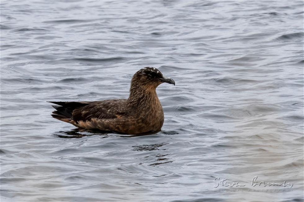 Chilean Skua (Stercorarius chilensis)