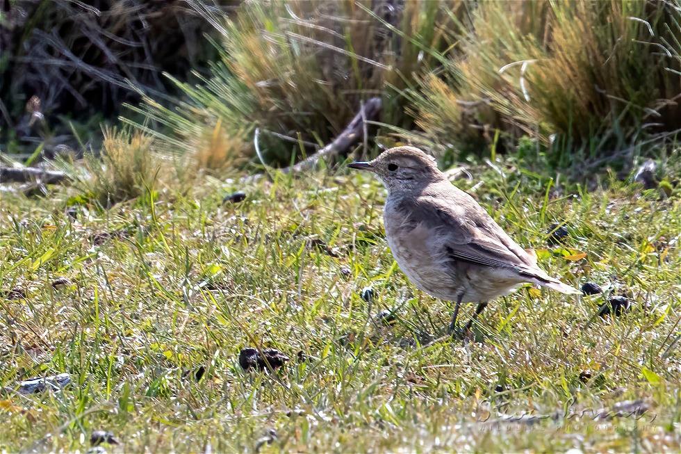 Short-billed Miner (Geositta antarctica)