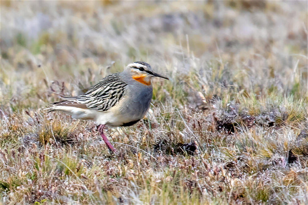 Tawny-throated Dotterel (Oreopholus ruficollis)