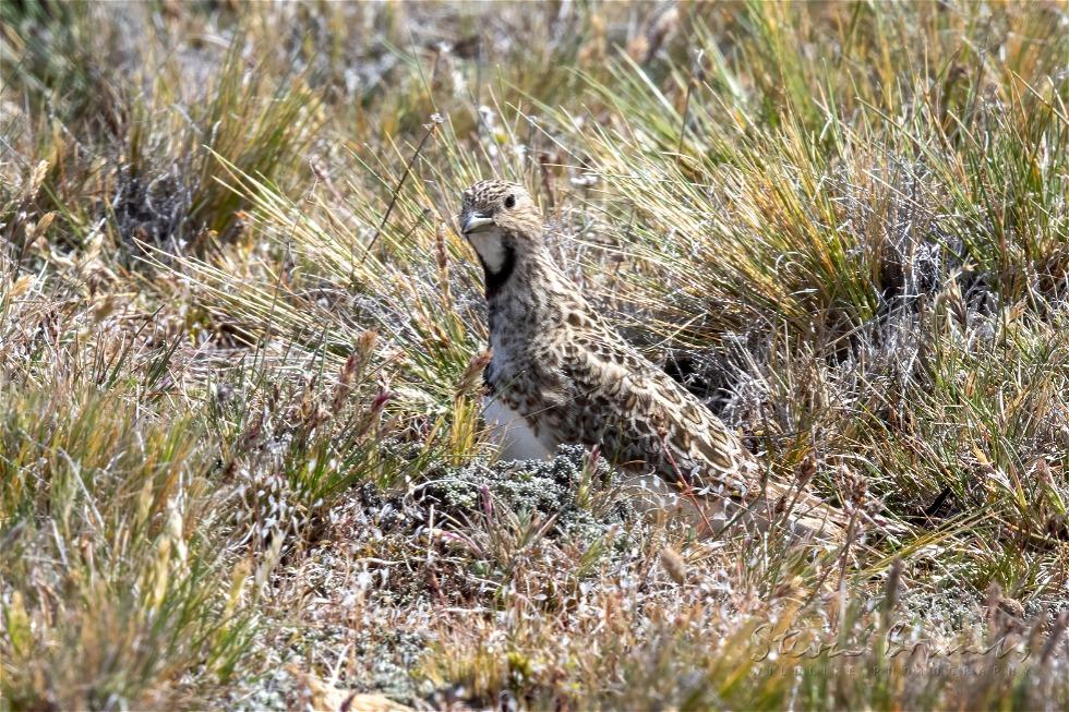 Least Seedsnipe (Thinocorus rumicivorus)