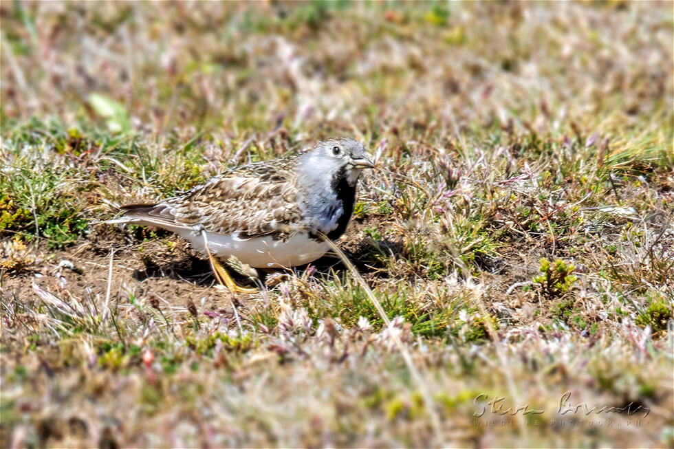 Least Seedsnipe (Thinocorus rumicivorus)