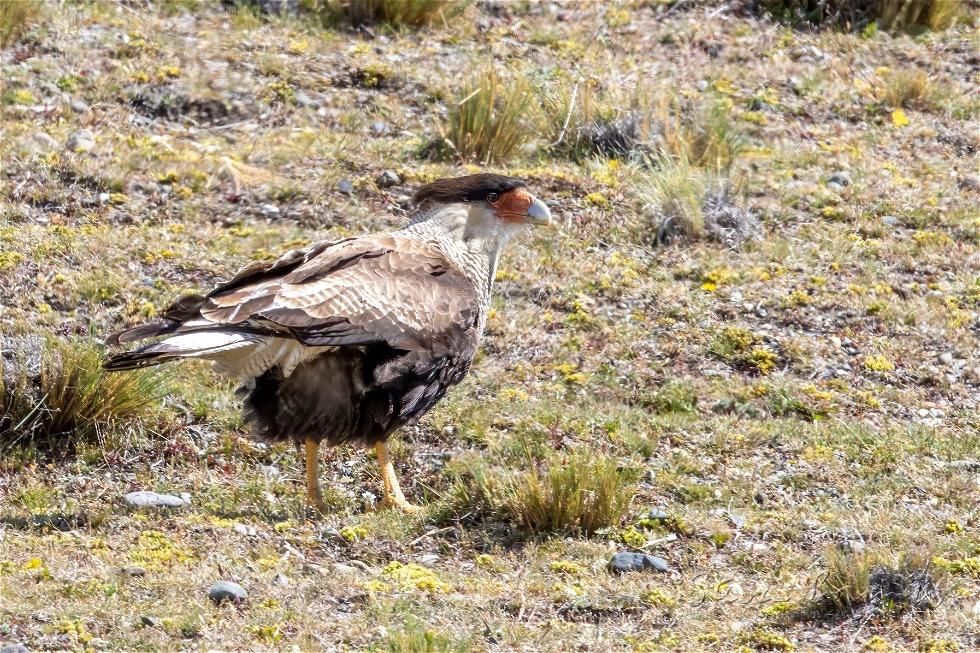 Southern Crested Caracara (Caracara plancus)