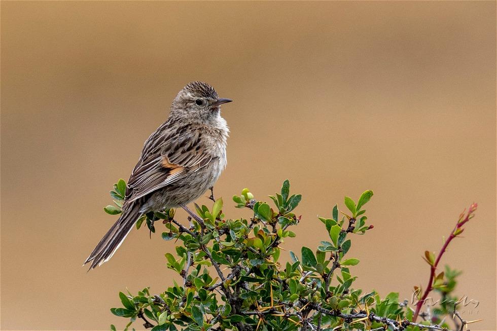 Austral Canastero (Asthenes anthoides)
