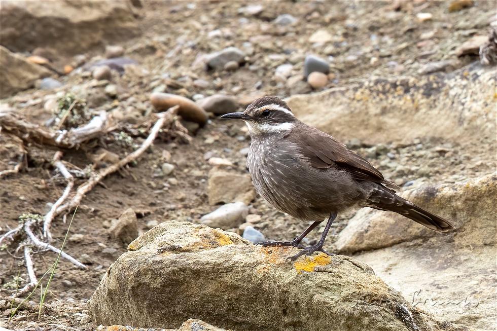 Dark-bellied Cinclodes (Cinclodes patagonicus)