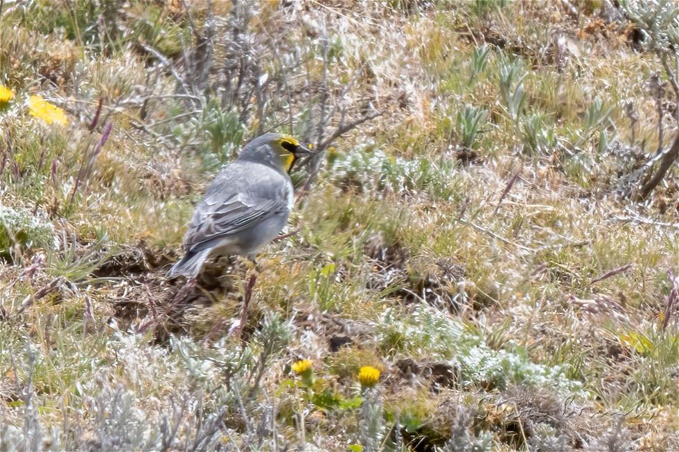 Yellow-bridled Finch (Melanodera xanthogramma)