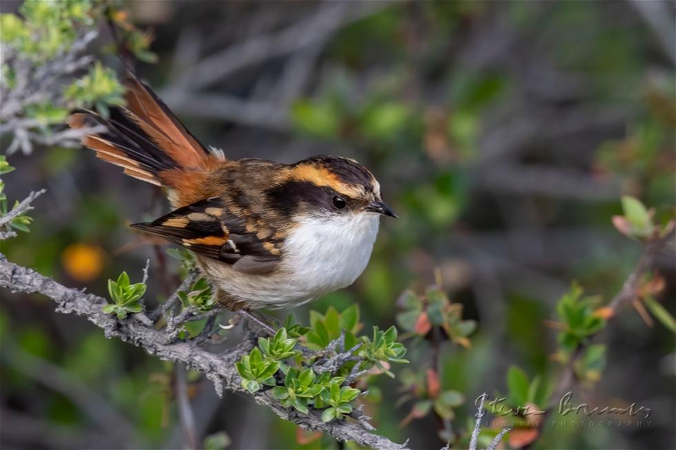Thorn-tailed Rayadito (Aphrastura spinicauda)
